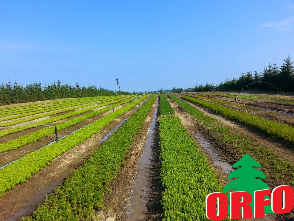 dfebe7e6495ae8adb40f97790221edef